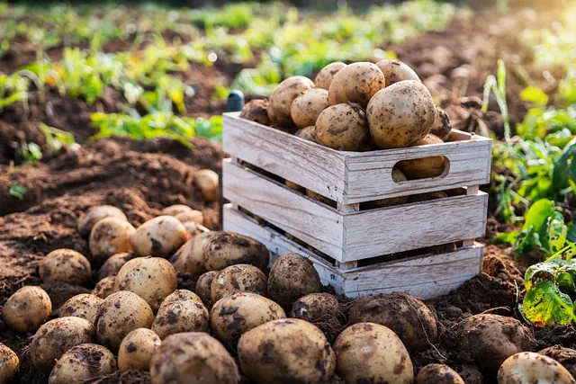Potatoes