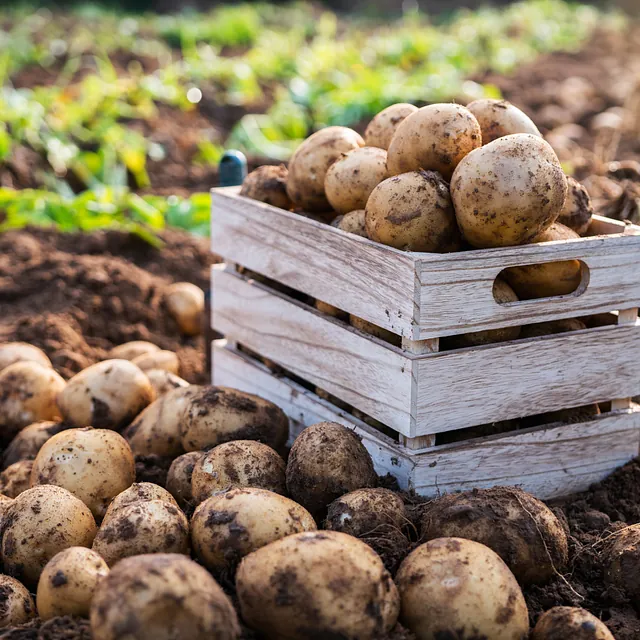 Potatoes